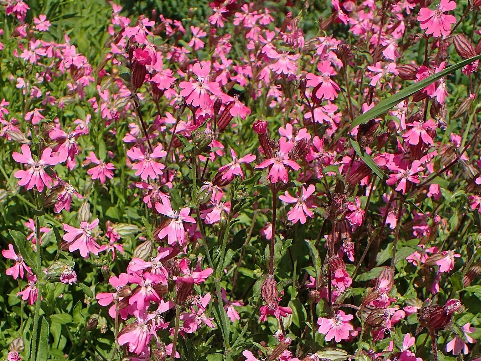 NODDING CATCHFLY Seeds *free Shipping!* Fresh & Organic Silene Pendula ...