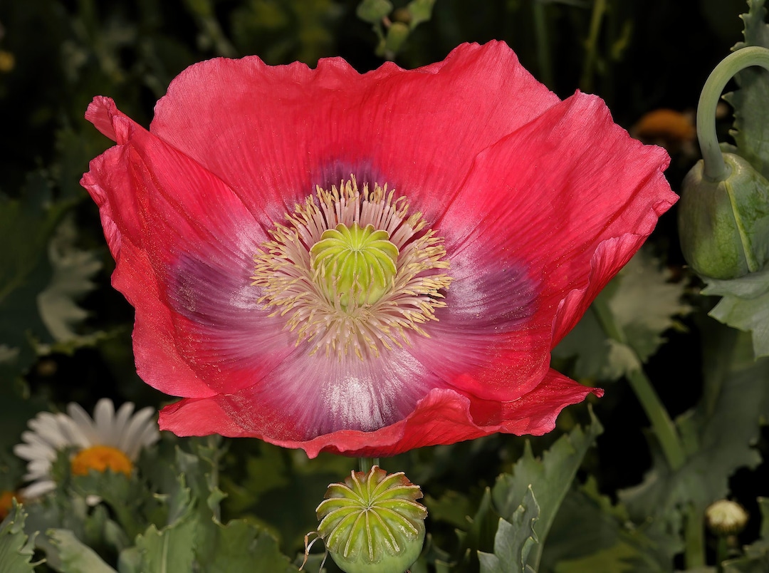 HENS & CHICKS Poppy Seeds FREE Shipping Red Papaver Somniferum Seeds