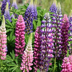 May include: A vibrant display of lupine flowers in full bloom. The image showcases tall, colorful flower spikes in shades of pink, purple, and white, set against a backdrop of green foliage. The flowers are in various stages of bloom, creating a dynamic and visually appealing scene.
