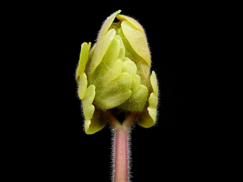 MunjoySeeds Nora Barlow Columbine Seeds