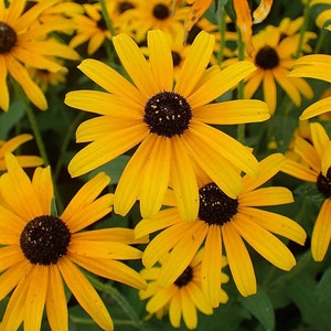 BLACK EYED SUSAN Seeds *Free Shipping!* Fresh & Organic Rudbeckia fulgida, Yellow Outdoor Flower Seeds for Planting | Perennial Coneflower
