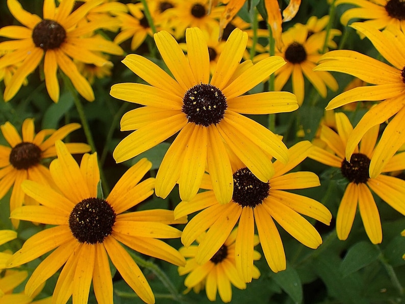 BLACK EYED SUSAN Seeds *Free Shipping!* Fresh & Organic Rudbeckia fulgida, Yellow Outdoor Flower Seeds for Planting | Perennial Coneflower