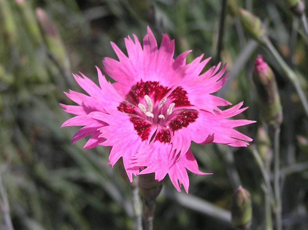 Graines COTTAGE PINK *Livraison GRATUITE!* Graines fraîches et biologiques de Dianthus plumarius | graines de fleurs d'extérieur roses en vrac | Rose sauvage Rose dianthus