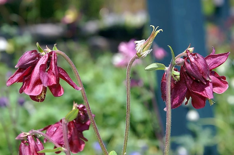 MunjoySeeds Barlow Columbine Seeds - Thumbnail 2