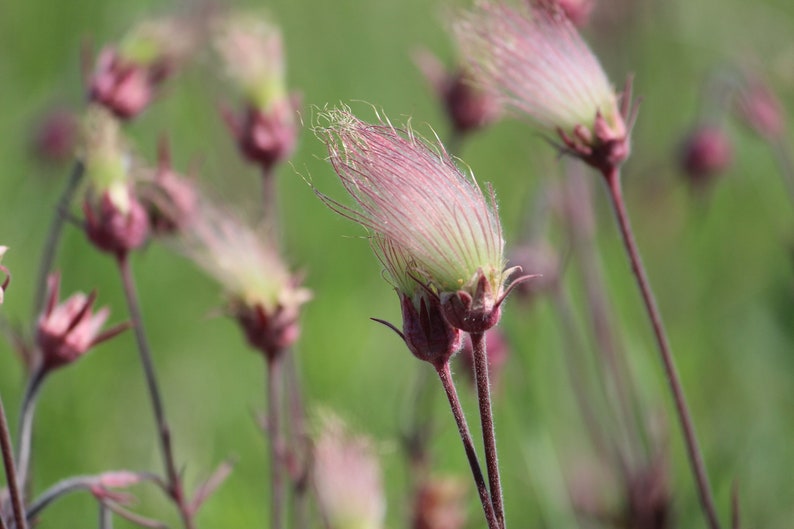 Peut inclure: Gros plan sur un groupe de fleurs sauvages roses et blanches avec des t&ecirc;tes de graines duveteuses. Les fleurs sont nettes, tandis que l'arri&egrave;re-plan est flou.