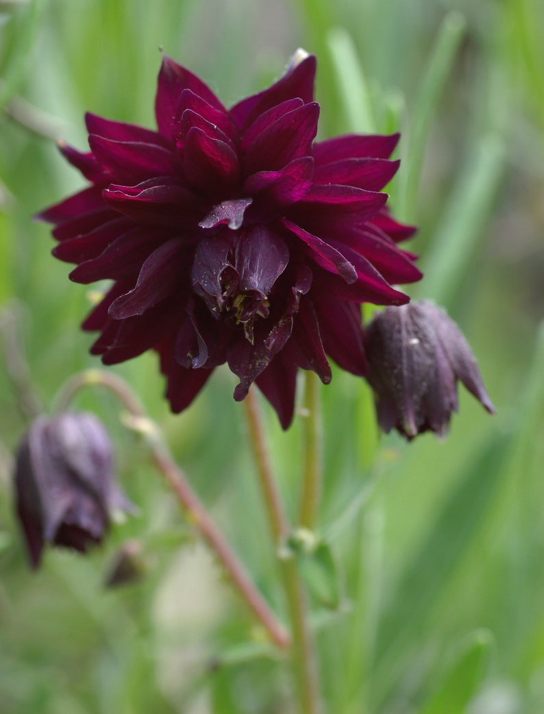 MunjoySeeds Barlow Columbine Seeds - Thumbnail 3