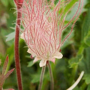Peut inclure: Gros plan sur une d&eacute;licate fleur blanche avec de longs poils fins rouges et blancs. La fleur est entour&eacute;e de feuillage vert.