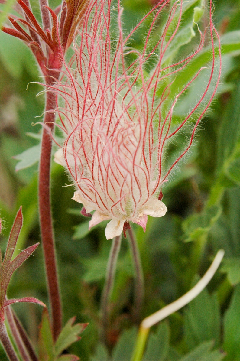 Peut inclure: Gros plan sur une d&eacute;licate fleur blanche avec de longs poils fins rouges et blancs. La fleur est entour&eacute;e de feuillage vert.