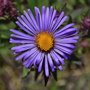 NEW ENGLAND ASTER Seeds *Free Shipping!* Fresh & Organic Aster novae-angliae Seeds, Purple Outdoor Flower Seeds Bulk | Purple Aster afbeelding 2