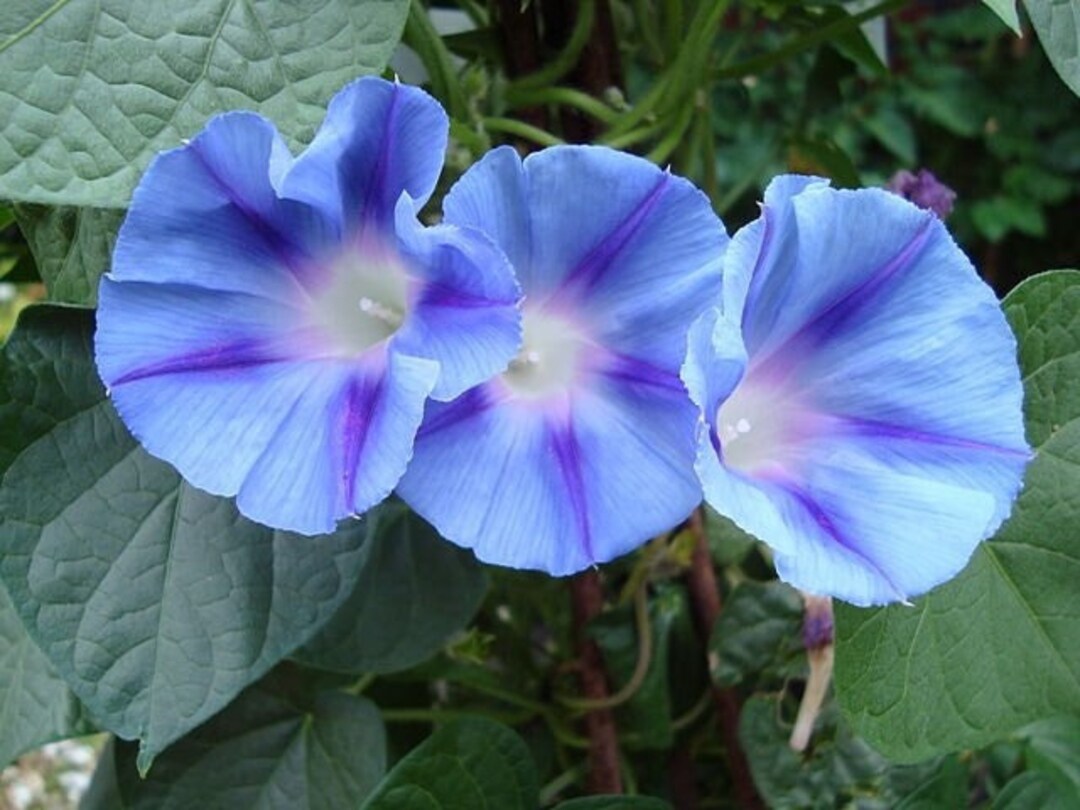 Morning Glory, Blue Star FREE Shipping Ipomoea Tricolor Vine Seeds