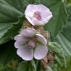 May include: Two pale pink flowers with yellow centers bloom on a green leafy plant. The flowers have a delicate, soft appearance.
