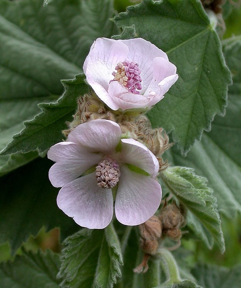May include: Two pale pink flowers with yellow centers bloom on a green leafy plant. The flowers have a delicate, soft appearance.