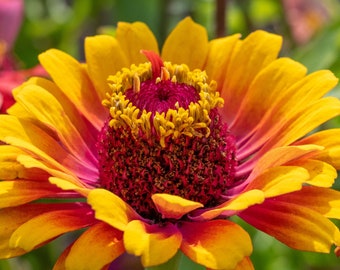 ZOWIE YELLOW FLAME Zinnia Seeds *Free Shipping!* Fresh & Organic Zinnia elegans seeds, Yellow Outdoor Flower Seeds Bulk | Double Zinnia