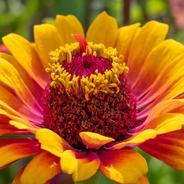 ZOWIE YELLOW FLAME Zinnia Seeds *Free Shipping!* Fresh & Organic Zinnia elegans seeds, Yellow Outdoor Flower Seeds Bulk | Double Zinnia