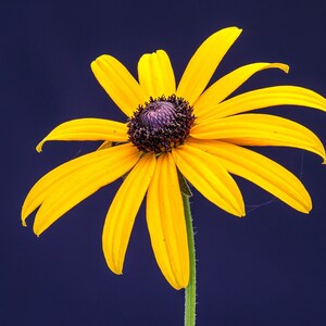 BLACK EYED SUSAN Seeds *Free Shipping!* Fresh & Organic Rudbeckia fulgida, Yellow Outdoor Flower Seeds for Planting | Perennial Coneflower