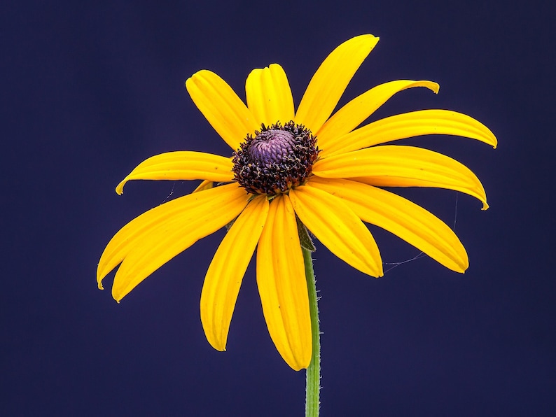 BLACK EYED SUSAN Seeds *Free Shipping!* Fresh & Organic Rudbeckia fulgida, Yellow Outdoor Flower Seeds for Planting | Perennial Coneflower