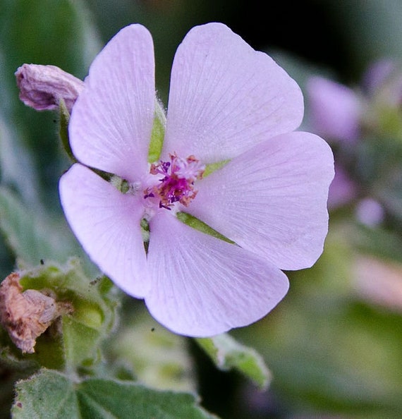 MARSHMALLOW Seeds *FREE Shipping!* Althaea officinalis / Marsh Mallow Herb Seeds - Edible Marshmallow - Flowering Ornamental Herb Seeds