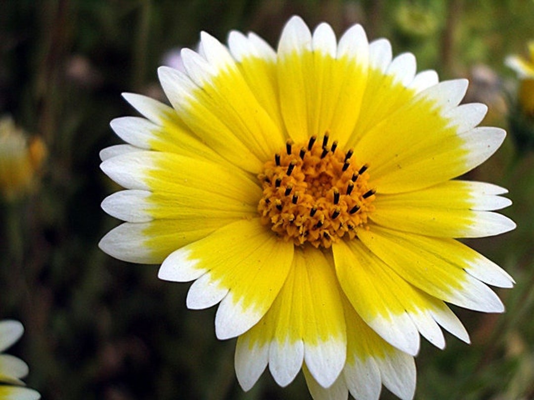 Tidy Tips TIDY TIPS Seeds free Shipping Fresh & Organic Layia Platyglossa Seeds ...