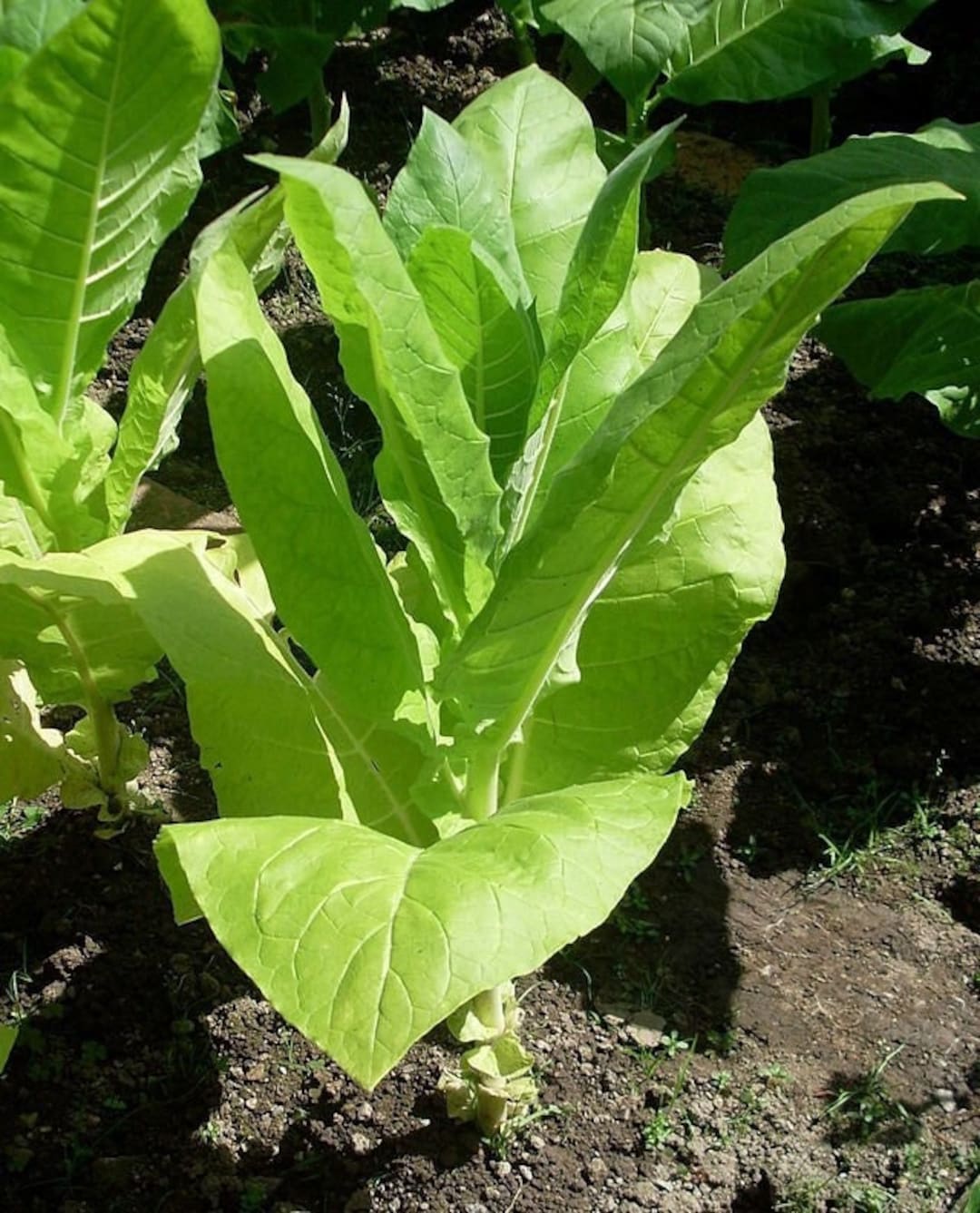 GOLDEN BURLEY Tobacco Seeds *FREE Shipping* Fresh & Organic Nicotiana  Tabacum, Burley, Kentucky Tobacco, Virginia Tobacco - Plant Seeds Bulk
