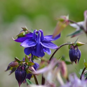 LEPRECHAUN GOLD COLUMBINE Seeds Free Shipping Fresh & Organic Aquilegia vulgaris seeds, Blue Outdoor Flower Seeds Bulk Granny's Bonnet image 5