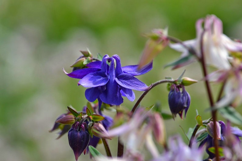 LEPRECHAUN GOLD COLUMBINE Seeds Free Shipping Fresh & Organic Aquilegia vulgaris seeds, Blue Outdoor Flower Seeds Bulk Granny's Bonnet image 5