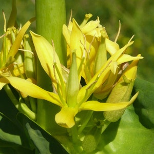YELLOW GENTIAN Seeds *FREE Shipping!* Fresh & Organic Gentiana lutea seeds | yellow outdoor flower seeds bulk | Great Gentian Root