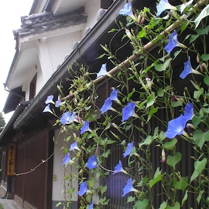 IPOMOEA TRICOLOR Seeds FREE Shipping Untreated Heavenly Blue Morning Glory Organic Ipomoea tricolor seeds Bulk Options Available image 4