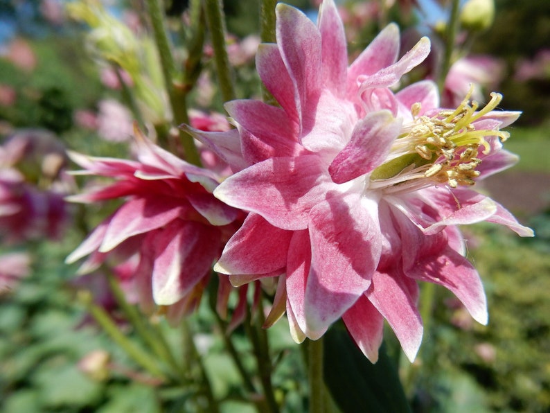MunjoySeeds Nora Barlow Columbine Seeds - Thumbnail 5