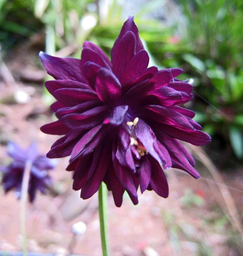 MunjoySeeds Barlow Columbine Seeds - Thumbnail 4