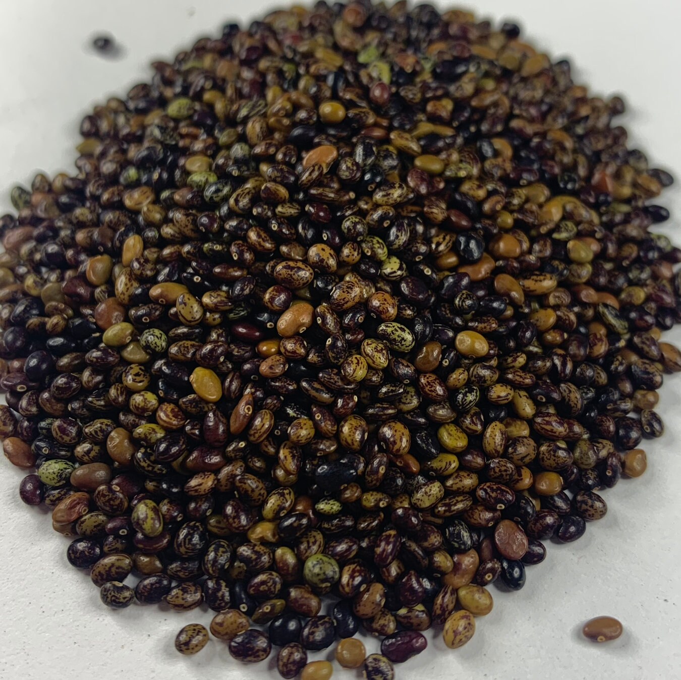 LESPEDEZA BICOLOR Seeds FREE Shipping Shrubby Bush Clover Etsy