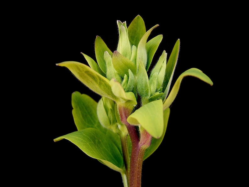 MunjoySeeds Nora Barlow Columbine Seeds - Thumbnail 2