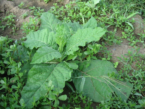 persian tobacco plant NICOTIANA ALATA Seeds *free Shipping!* Jasmine Tobacco, Sweet Tobacco,  Winged Tobacco, Persian Tobacco Seeds BULK