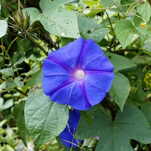 BLUE MORNING GLORY Seeds *Free Shipping!* Fresh & Organic Ipomoea purpurea Seeds, Blue Outdoor Flower Seeds Bulk | Tall Morning Glory image 3