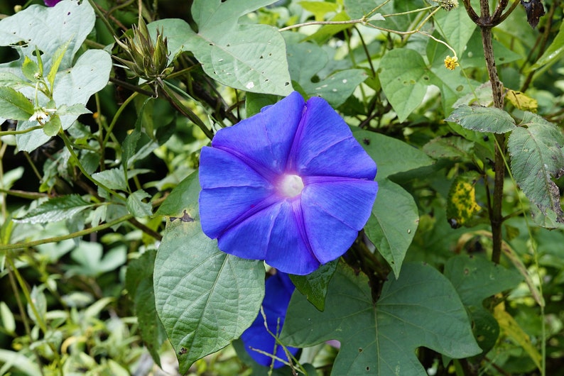 BLUE MORNING GLORY Seeds *Free Shipping!* Fresh & Organic Ipomoea purpurea Seeds, Blue Outdoor Flower Seeds Bulk | Tall Morning Glory image 3