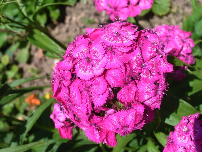 MunjoySeeds Dianthus Seeds - Thumbnail 3