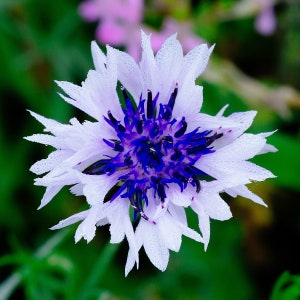 Graines de bleuet blanc * Livraison gratuite ! * Bouton de baccalauréat frais et bio (Centaurea cyanus) Graines de fleurs annuelles blanches en vrac