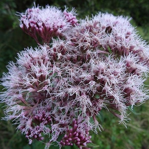 HOLY ROPE Seeds *FREE Shipping!* Fresh & Organic Eupatorium Cannabinum ...