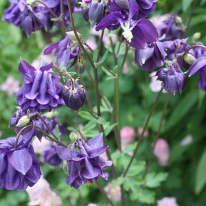 LEPRECHAUN GOLD COLUMBINE Seeds Free Shipping Fresh & Organic Aquilegia vulgaris seeds, Blue Outdoor Flower Seeds Bulk Granny's Bonnet image 3