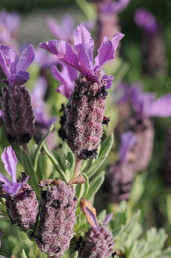 SPANISH LAVENDER Seeds *FREE Shipping!* Fresh & Organic Lavandula stoechas Seeds, Purple Outdoor Flower Seeds Bulk | Purple Lavender Seeds