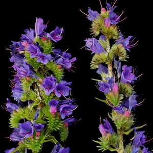 VIPERS BUGLOSS Seeds *FREE Shipping!* Fresh & Organic Echium vulgare seeds | blue outdoor flower seeds bulk | Blueweed Echium seeds imagem 2