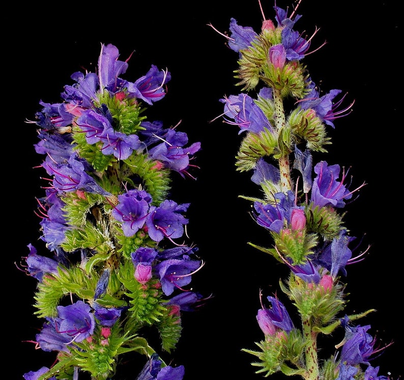 VIPERS BUGLOSS Seeds *FREE Shipping!* Fresh & Organic Echium vulgare seeds | blue outdoor flower seeds bulk | Blueweed Echium seeds imagem 2