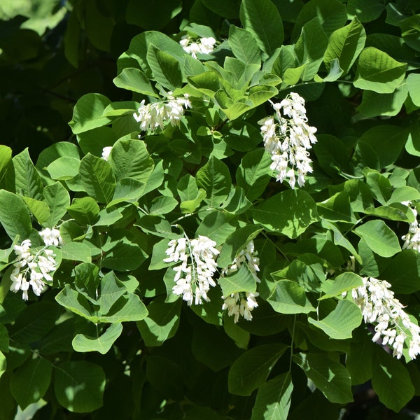 KENTUCKY YELLOWWOOD Seeds *FREE Shipping!* Fresh & Organic American Yellowwood (Cladrastis kentukea) White Perennial Tree Seeds Bulk