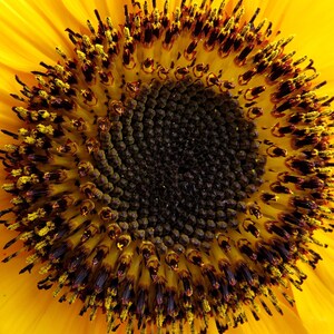 DWARF SUNSPOT SUNFLOWER Seeds *free Shipping!* Fresh & Organic Dwarf ...