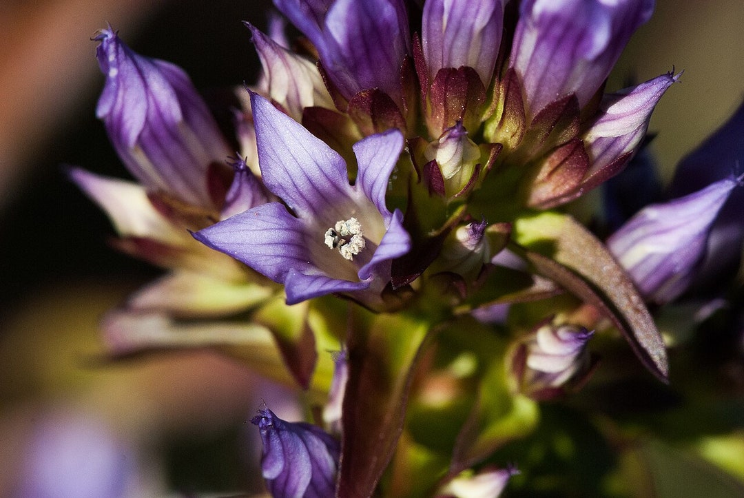 PINK GENTIAN Seeds *FREE Shipping!* Fresh & Organic Gentiana ...