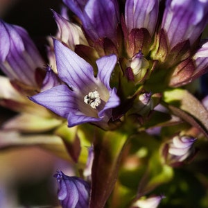 PINK GENTIAN Seeds *FREE Shipping!* Fresh & Organic Gentiana quinquefolia seeds | pink outdoor flower seeds bulk | Agueweed gentian herb