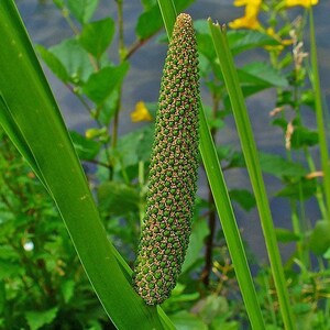 ACORUS CALAMUS Seeds FREE Shipping Fresh & Organic Sweet Flag, American Sweet Flag, Sway, Muskrat Root Plant Seeds Bulk image 2