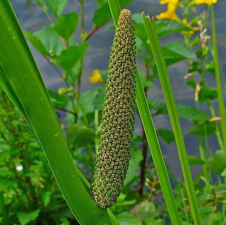 ACORUS CALAMUS Seeds FREE Shipping Fresh & Organic Sweet Flag, American Sweet Flag, Sway, Muskrat Root Plant Seeds Bulk image 2