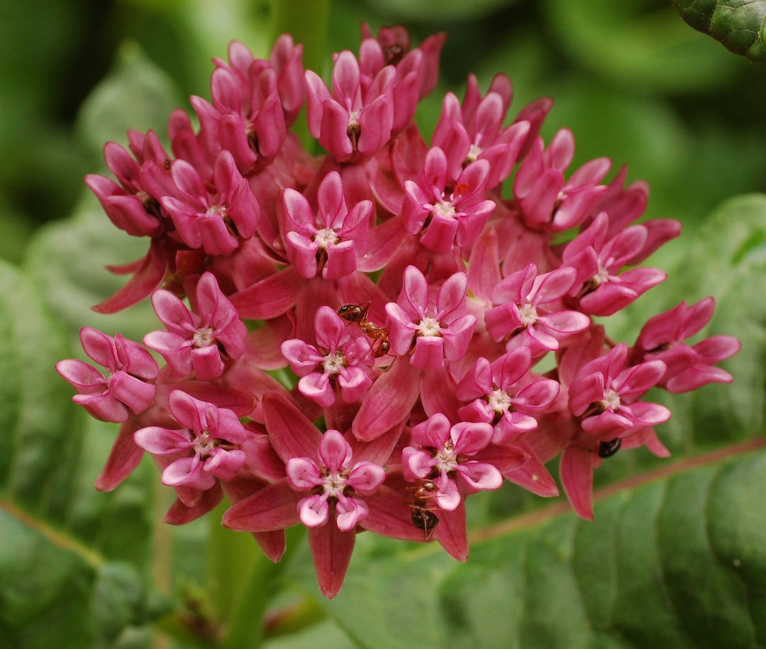 PURPLE MILKWEED Seeds FREE Shipping Fresh & Organic Asclepias Purpurascens Butterfly Attracting