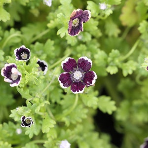 PENNY BLACK NEMOPHILA Seeds *Free Shipping!* Fresh & Organic Nemophila menziesii Seeds, Black Outdoor Flower Seeds Bulk | Baby Black Eyes image 4