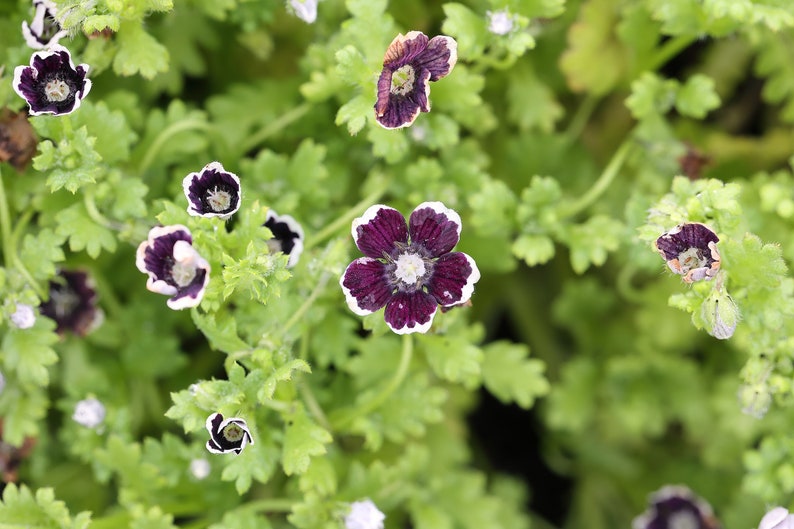 PENNY BLACK NEMOPHILA Seeds *Free Shipping!* Fresh & Organic Nemophila menziesii Seeds, Black Outdoor Flower Seeds Bulk | Baby Black Eyes image 4